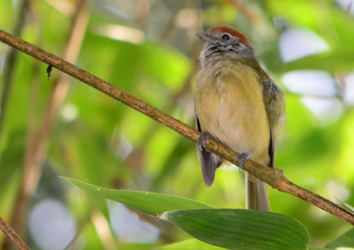 Rufous-crowned Greenlet - ML535240351