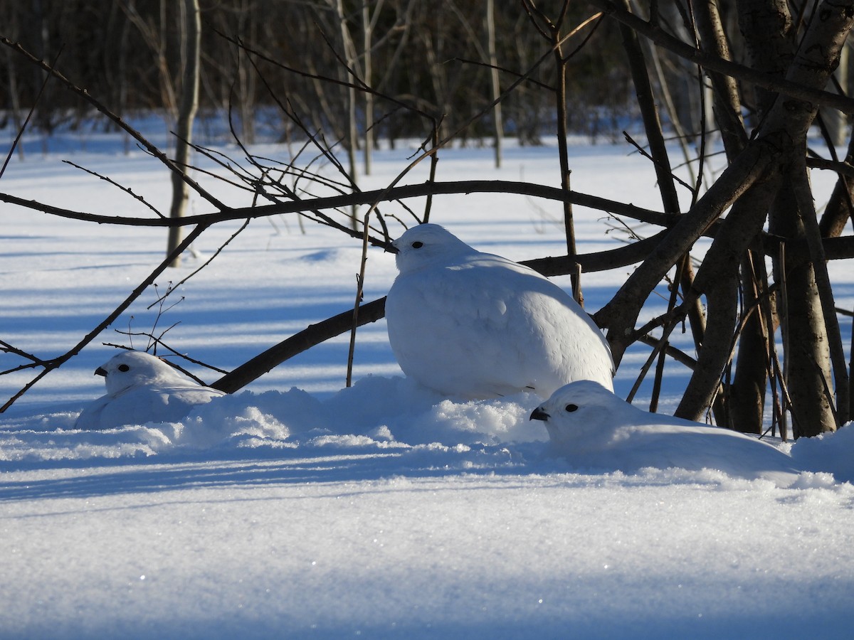 Willow Ptarmigan - Manon Côté