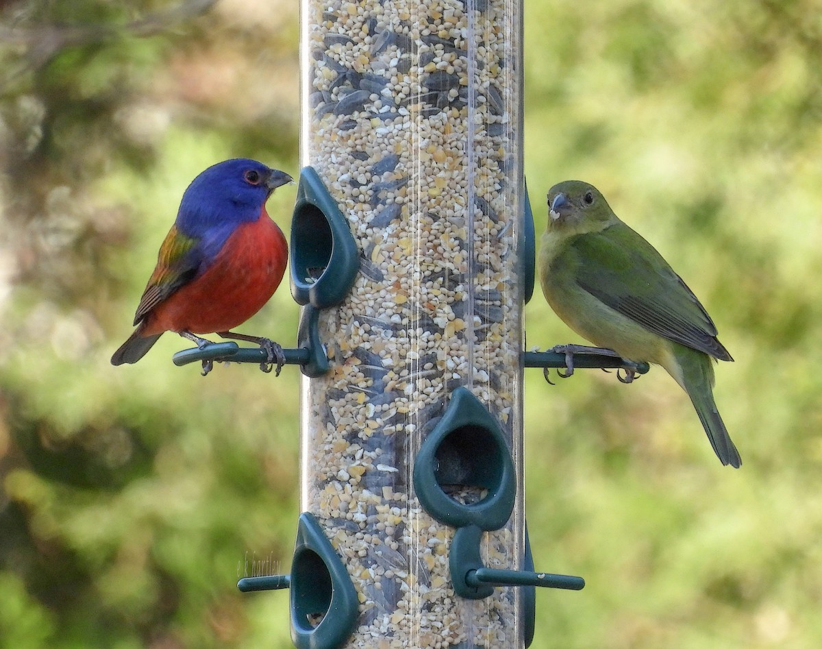 eBird Checklist - 14 Feb 2023 - 708 Foster Ave, Cape May, NJ - 15 species