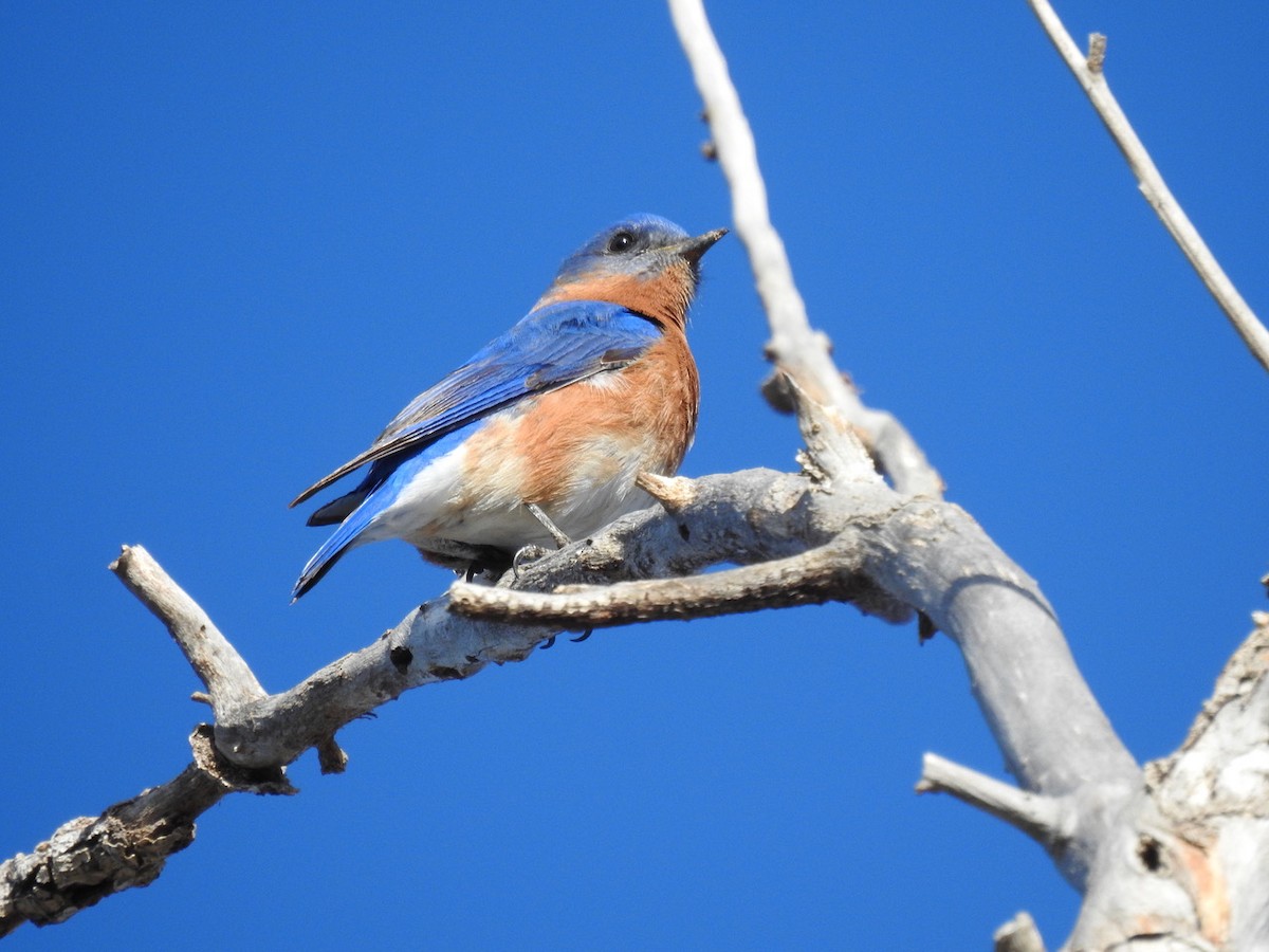 Eastern Bluebird - ML535242491