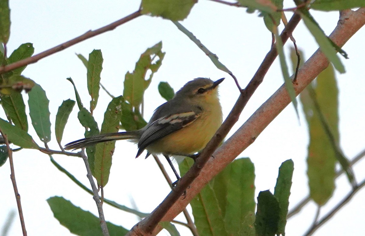 Lesser Wagtail-Tyrant - Sophia Wong