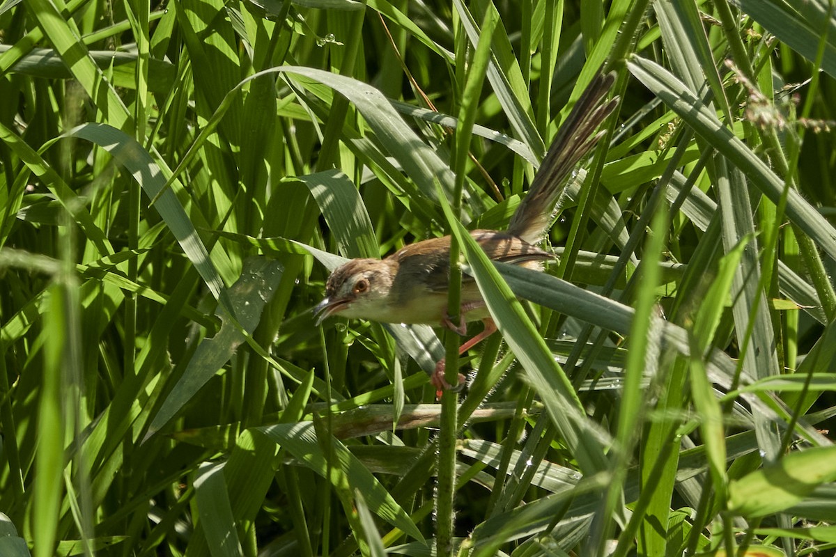 Plain Prinia - Anonymous