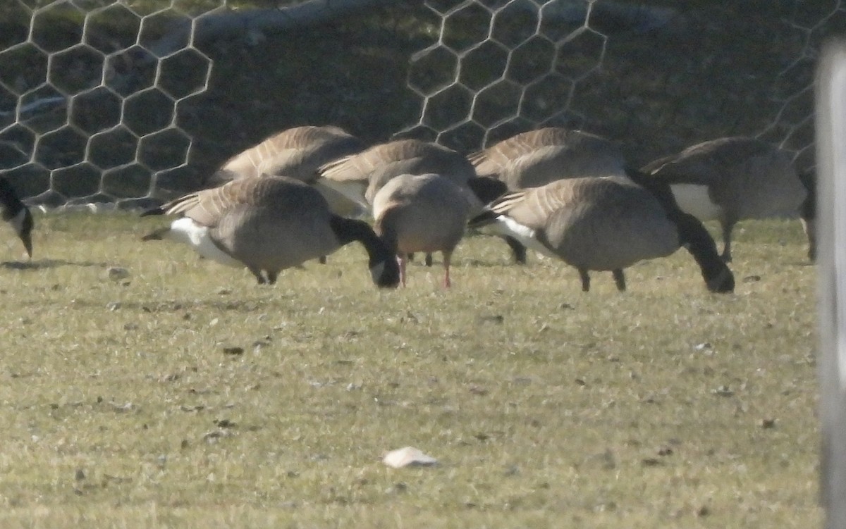 Pink-footed Goose - ML535245341