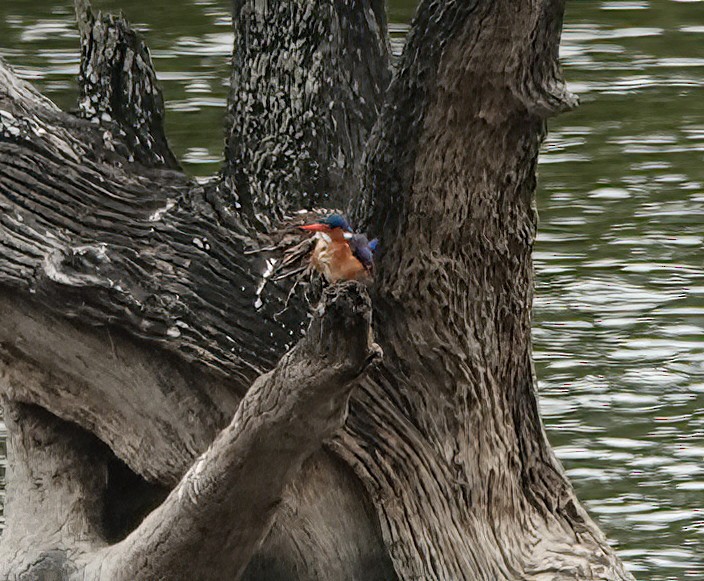 Malachite Kingfisher - Cat McGraw