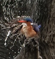 Malachite Kingfisher - ML535246361