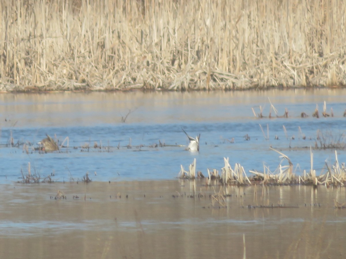 Northern Pintail - ML535247481