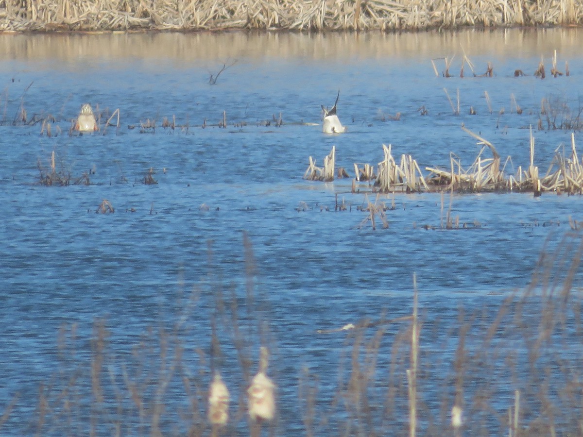 Northern Pintail - ML535247521