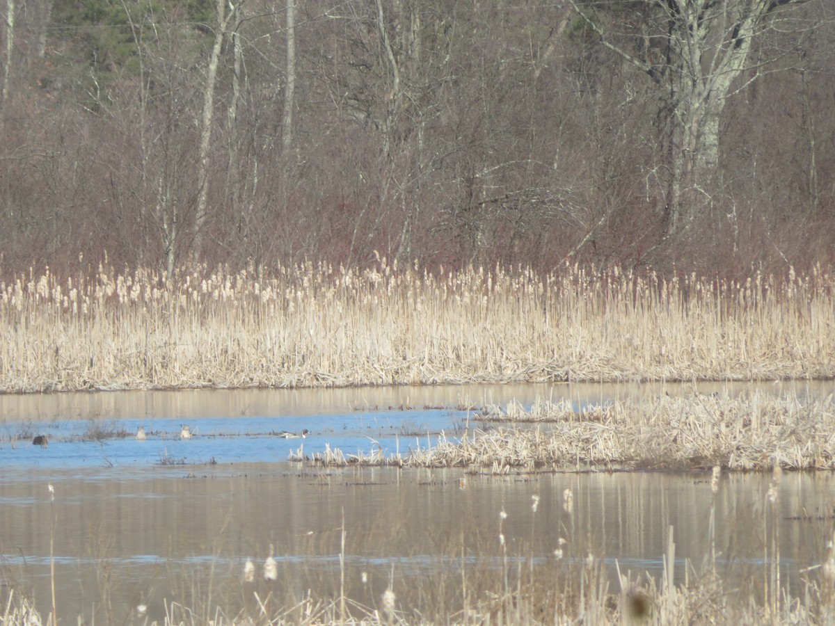 Northern Pintail - ML535247551