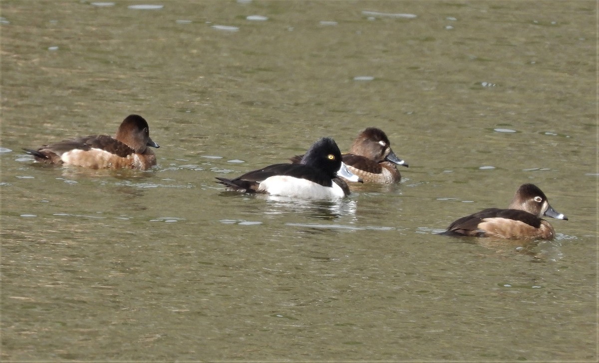 Lesser Scaup - ML535249201