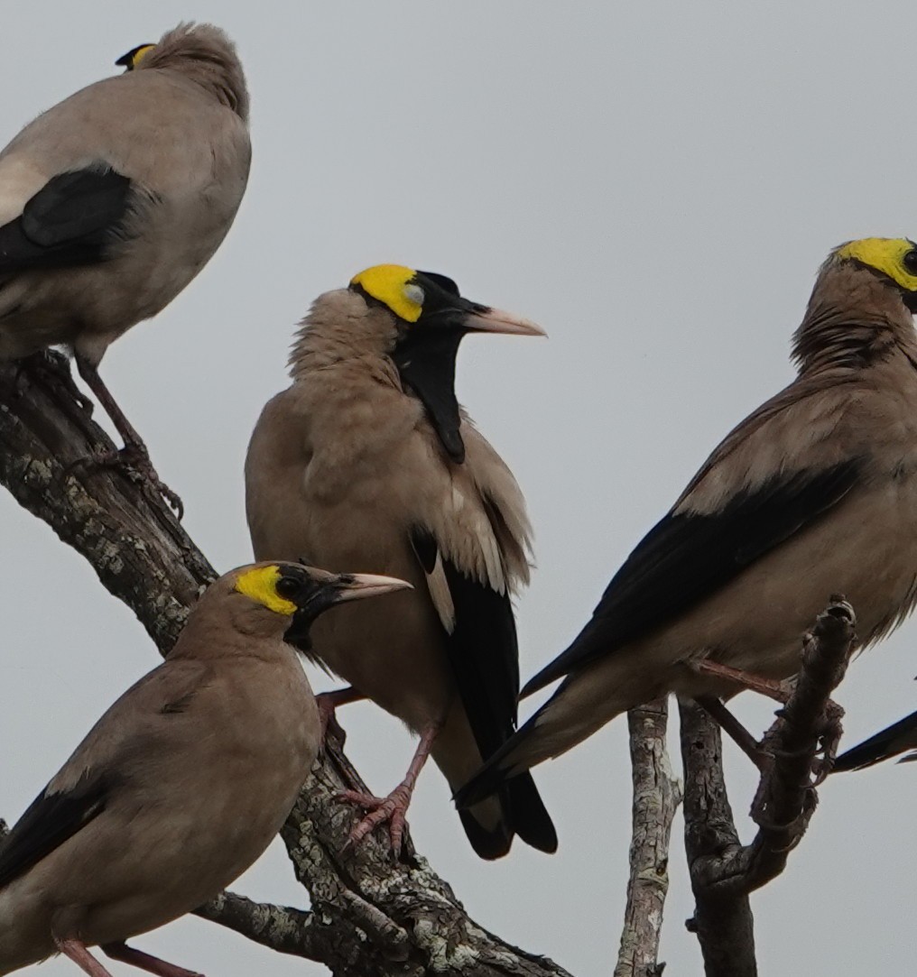 Wattled Starling - ML535250631