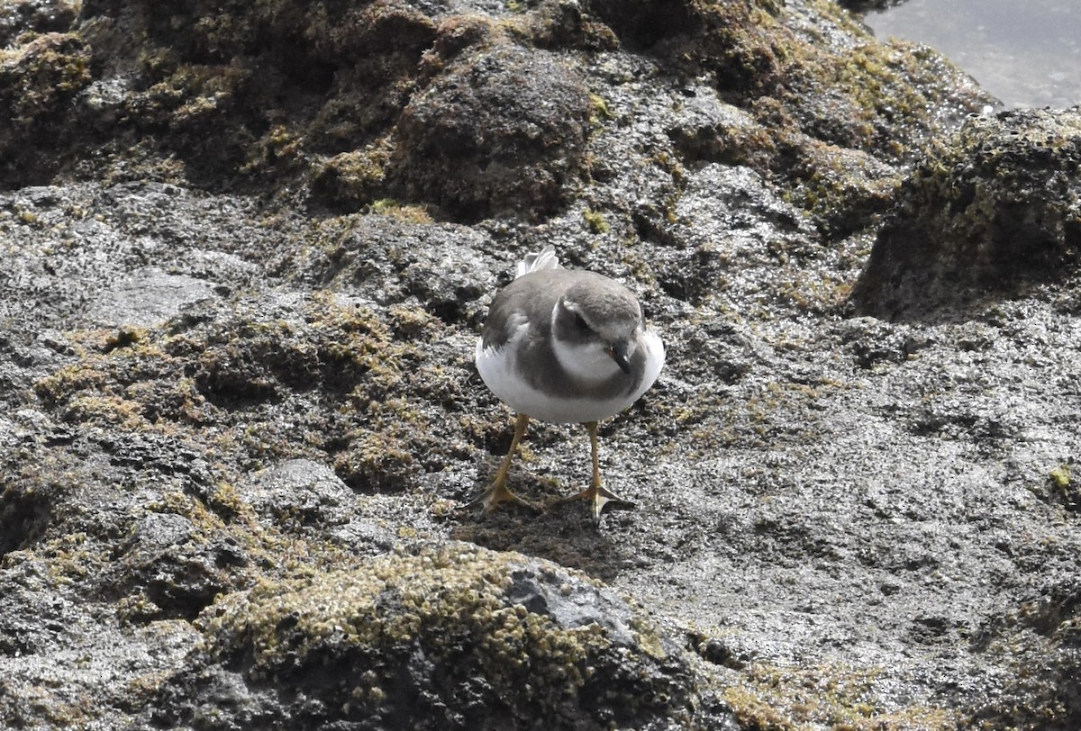 Semipalmated Plover - Reuben Braddock