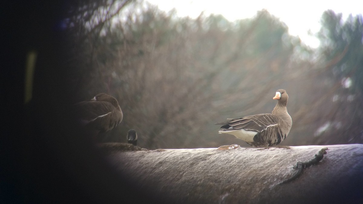 Greater White-fronted Goose - ML535251841