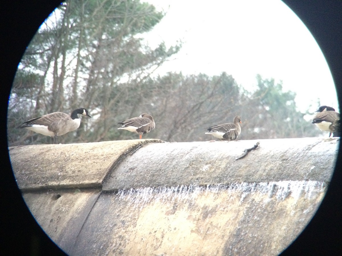 Greater White-fronted Goose - ML535251851