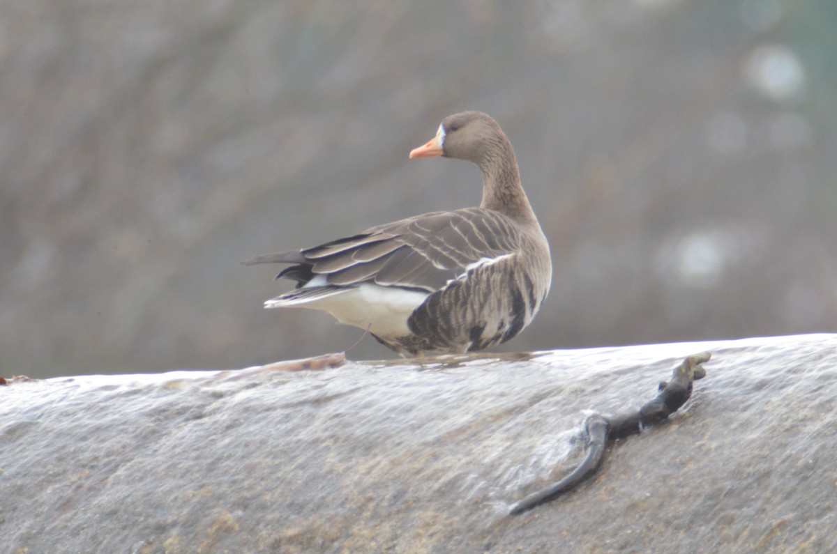 Greater White-fronted Goose - ML535251871