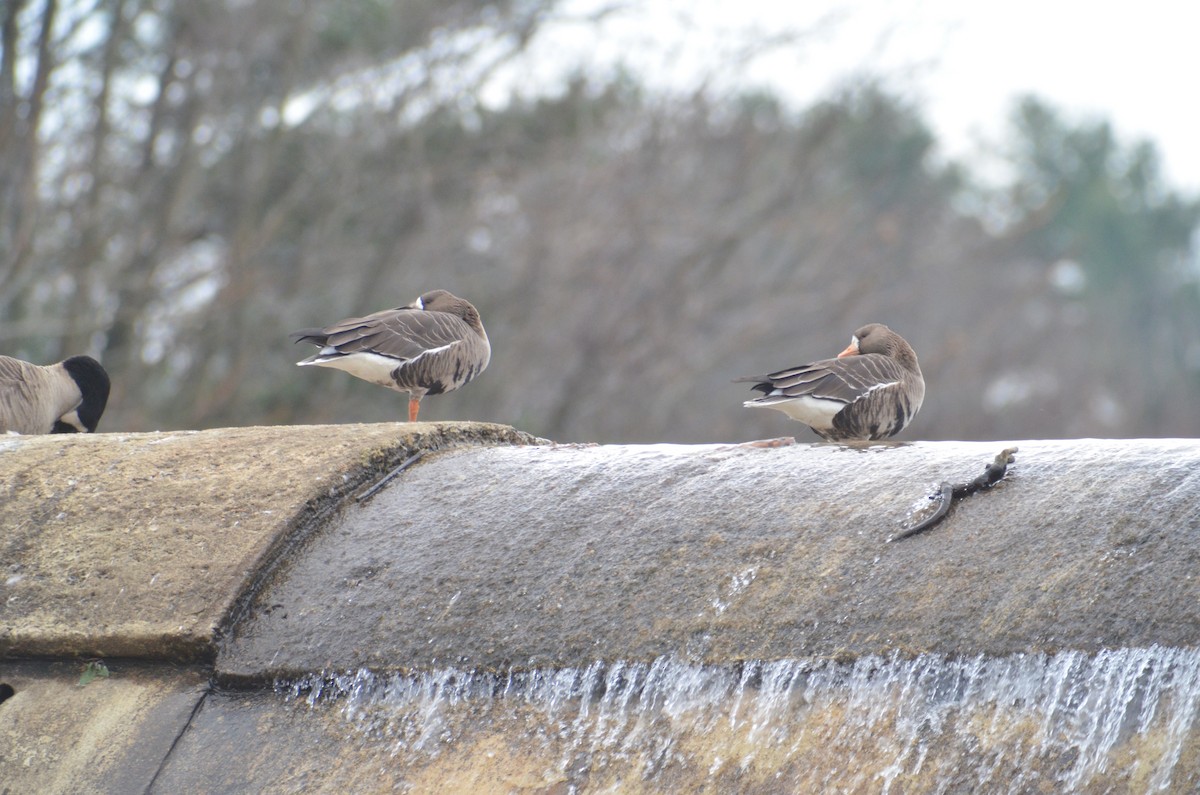 Greater White-fronted Goose - ML535251881