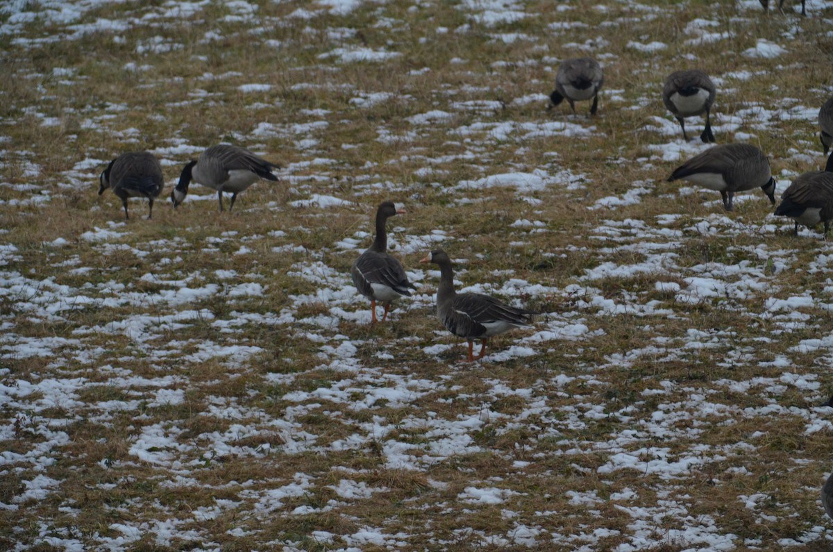 Greater White-fronted Goose - ML535252841