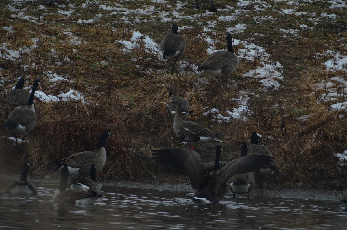Greater White-fronted Goose - ML535252851