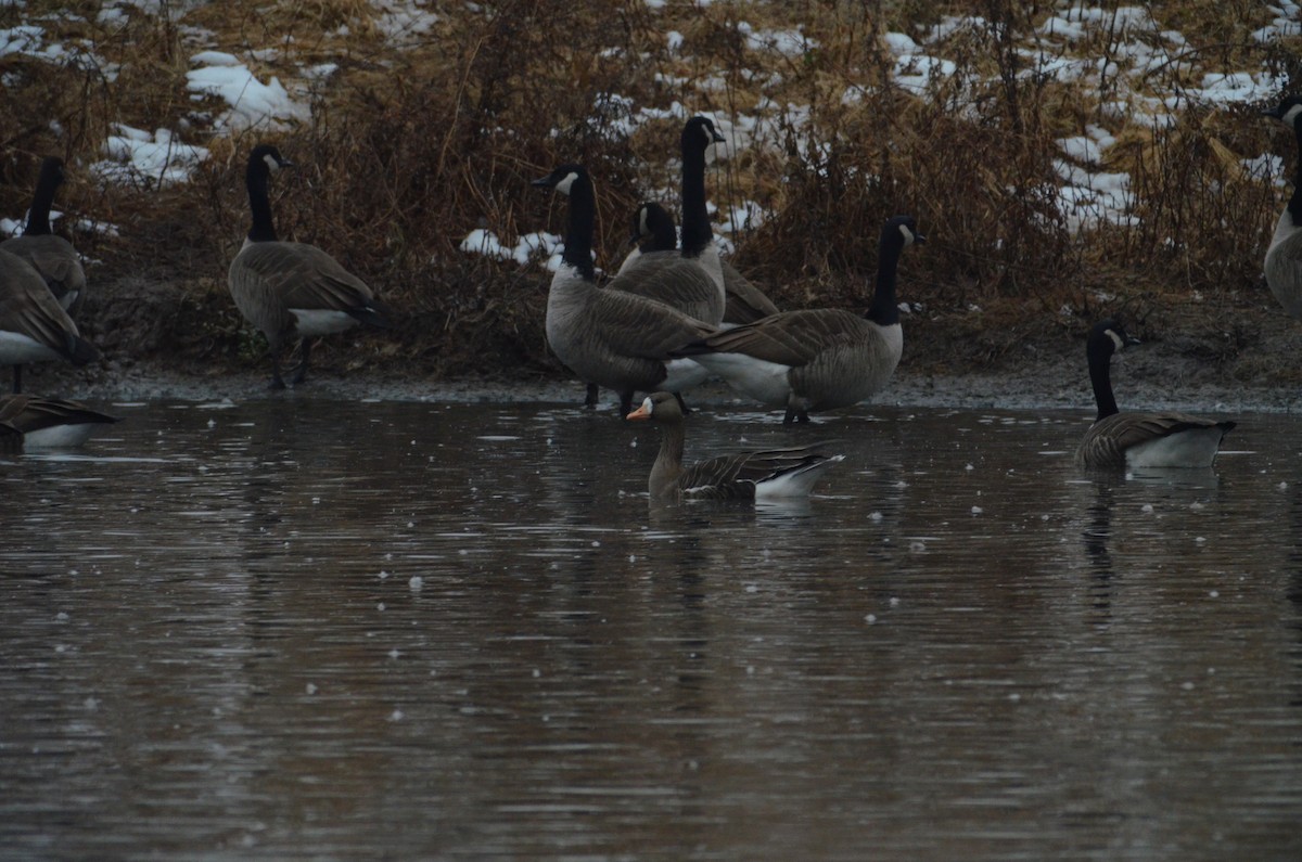 Greater White-fronted Goose - ML535252861