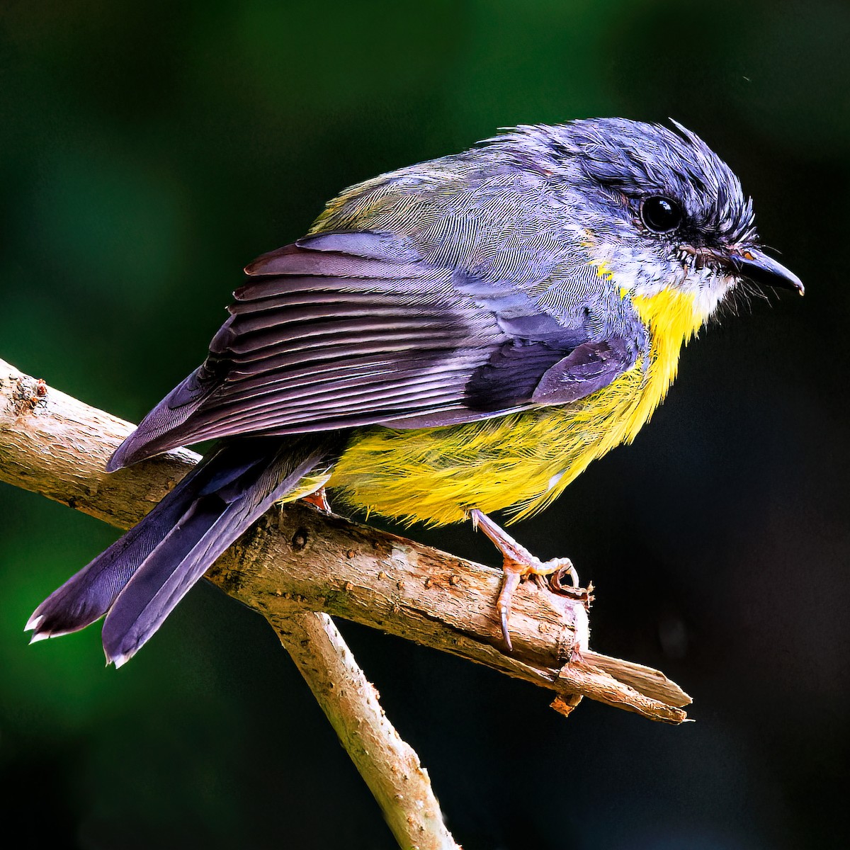 Eastern Yellow Robin - Ken Janson