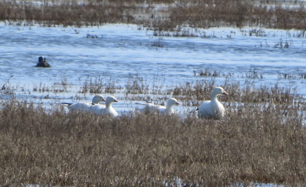 Ross's Goose - ML535254531