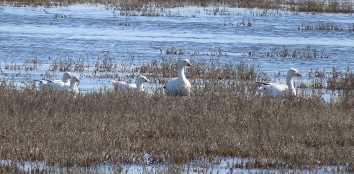 Ross's Goose - ML535254571