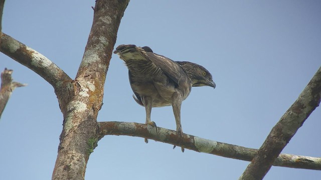 Филиппинский хохлатый орёл - ML535255081