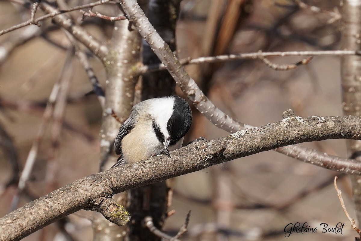 Mésange à tête noire - ML535255711