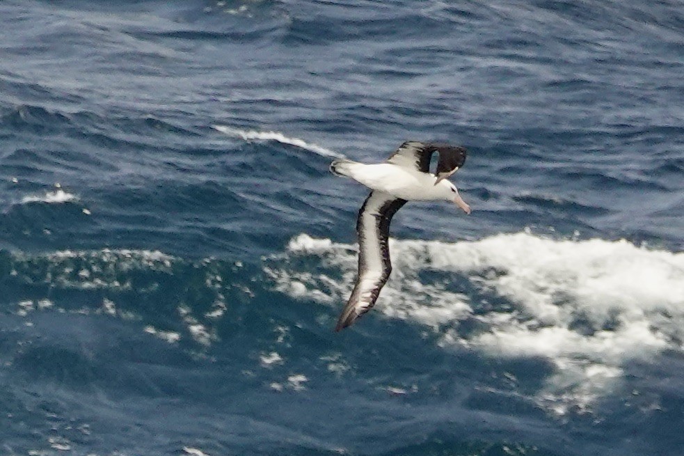 Black-browed Albatross - ML535255731