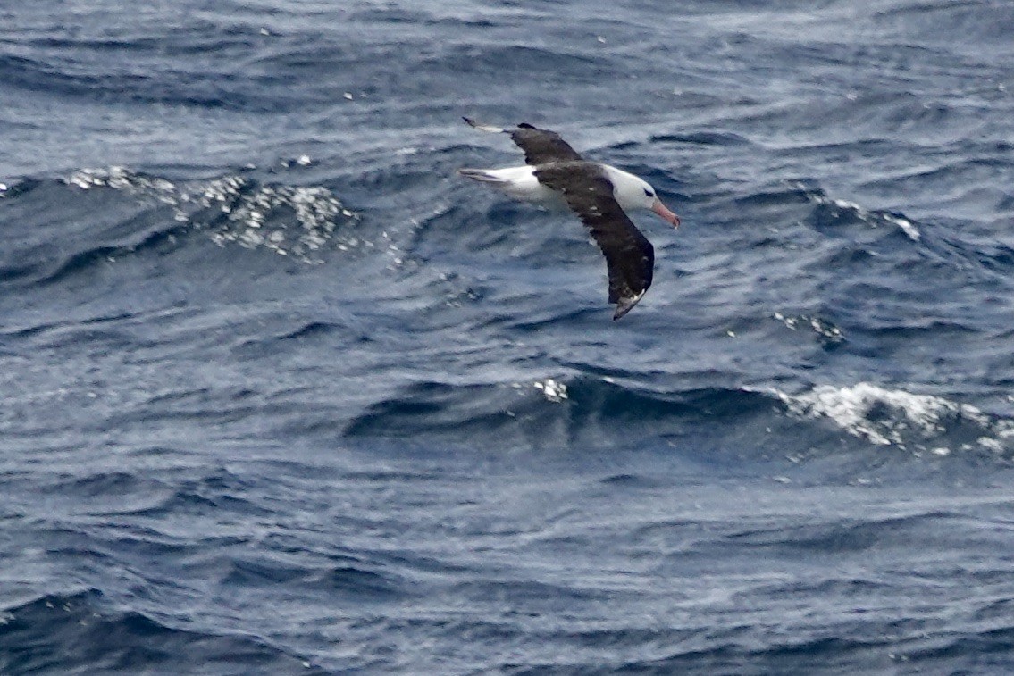Black-browed Albatross - ML535255741