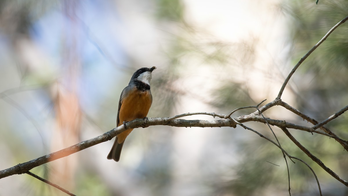 Rufous Whistler - ML535257511