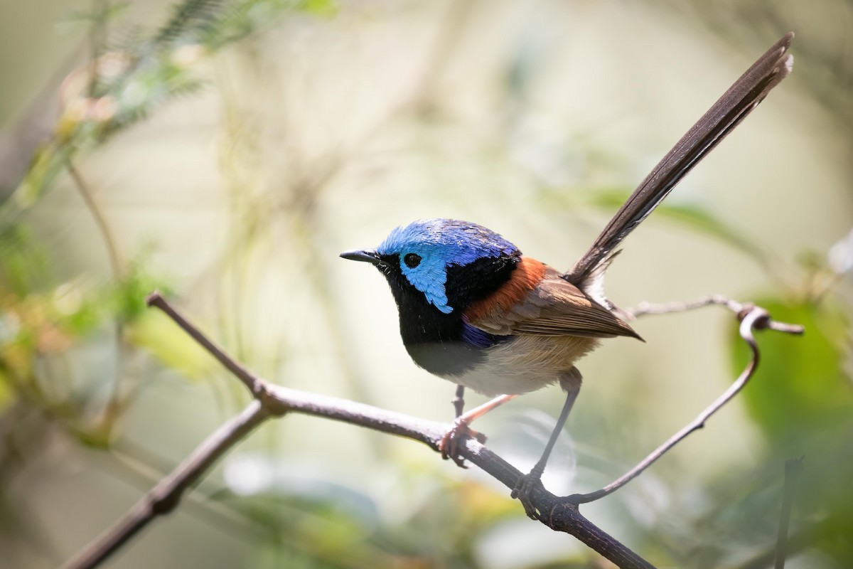 Variegated Fairywren - ML535257841