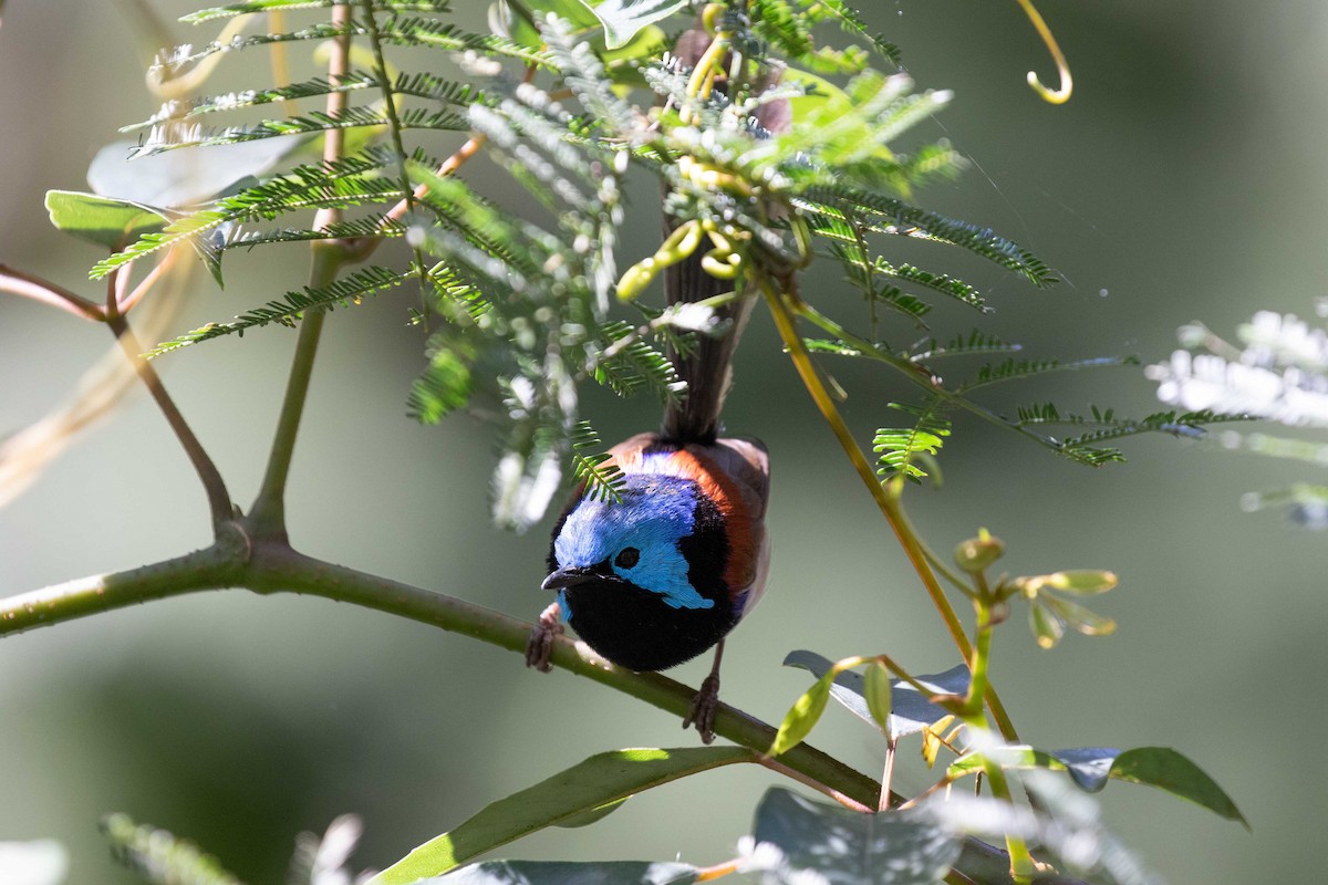 Variegated Fairywren - ML535257901