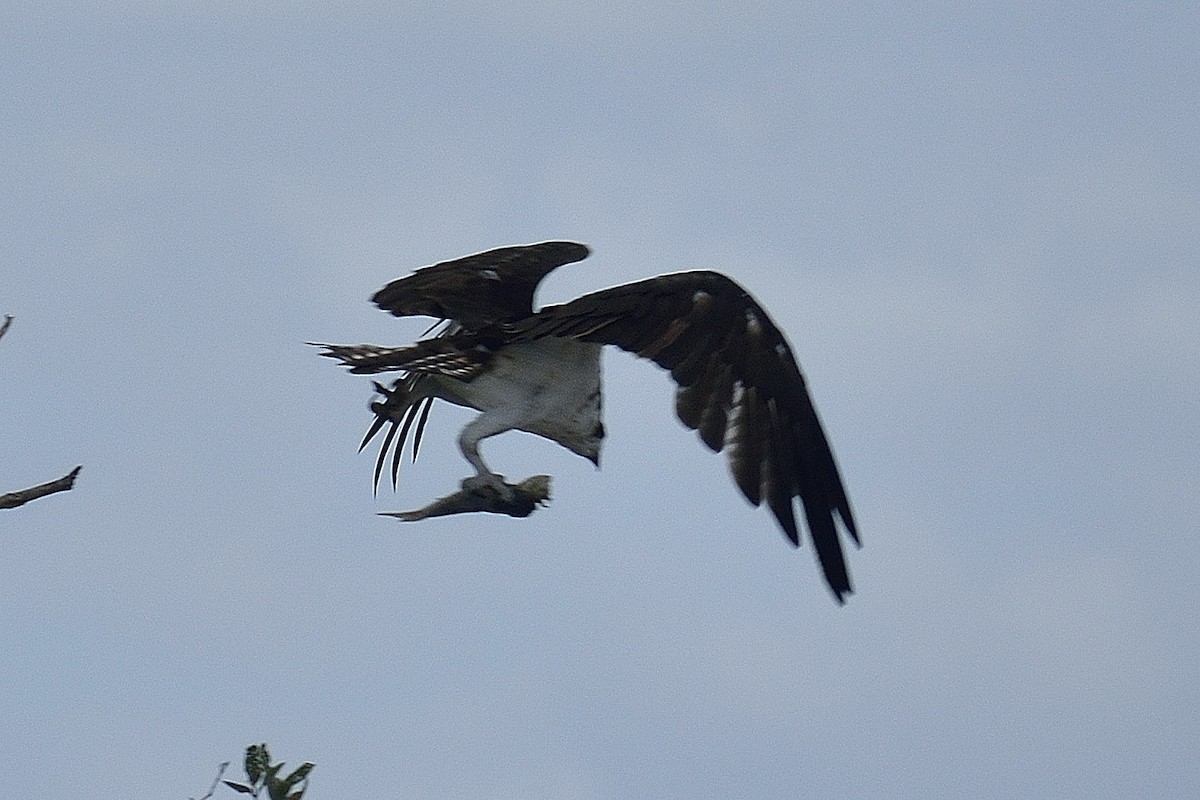 Osprey - Luis F García Moreno