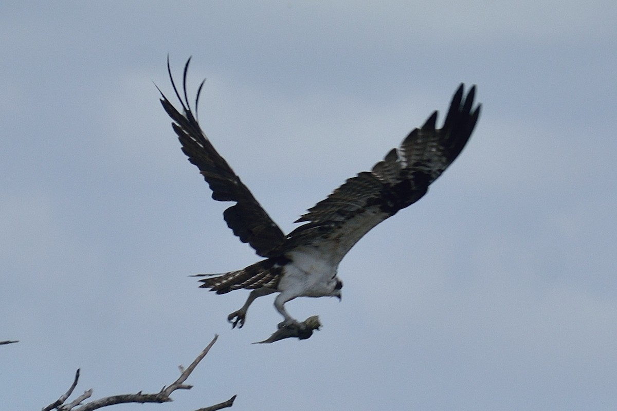 Águila Pescadora - ML535258591