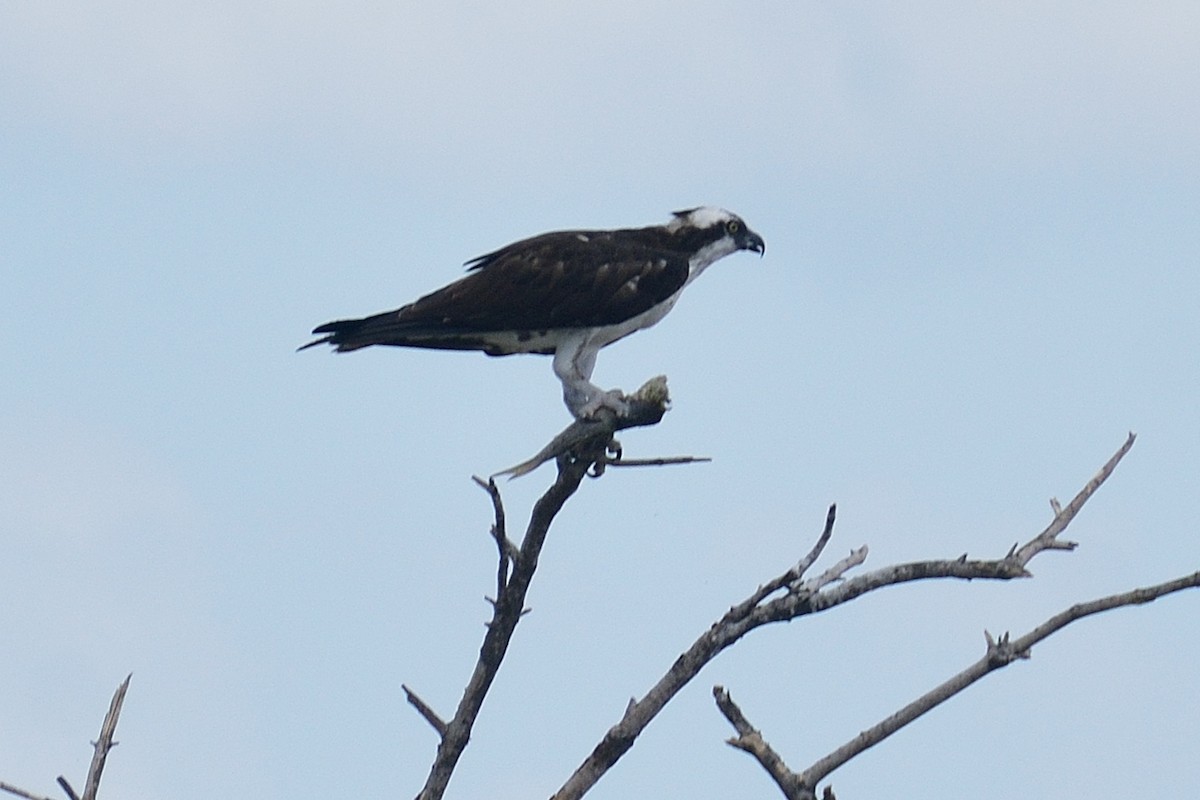 Águila Pescadora - ML535258641