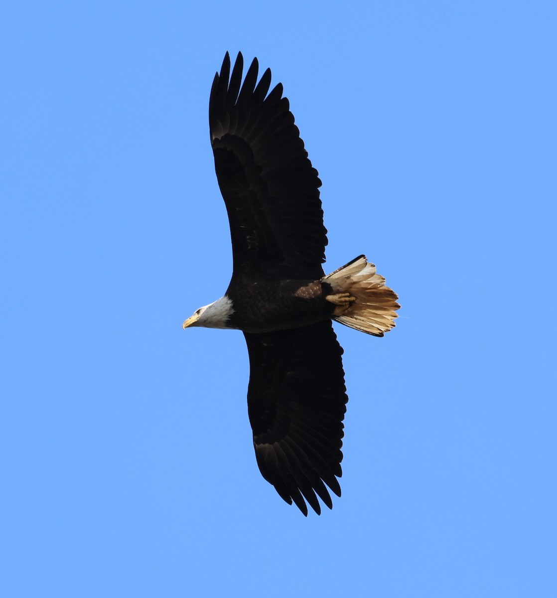 Bald Eagle - ML535260201