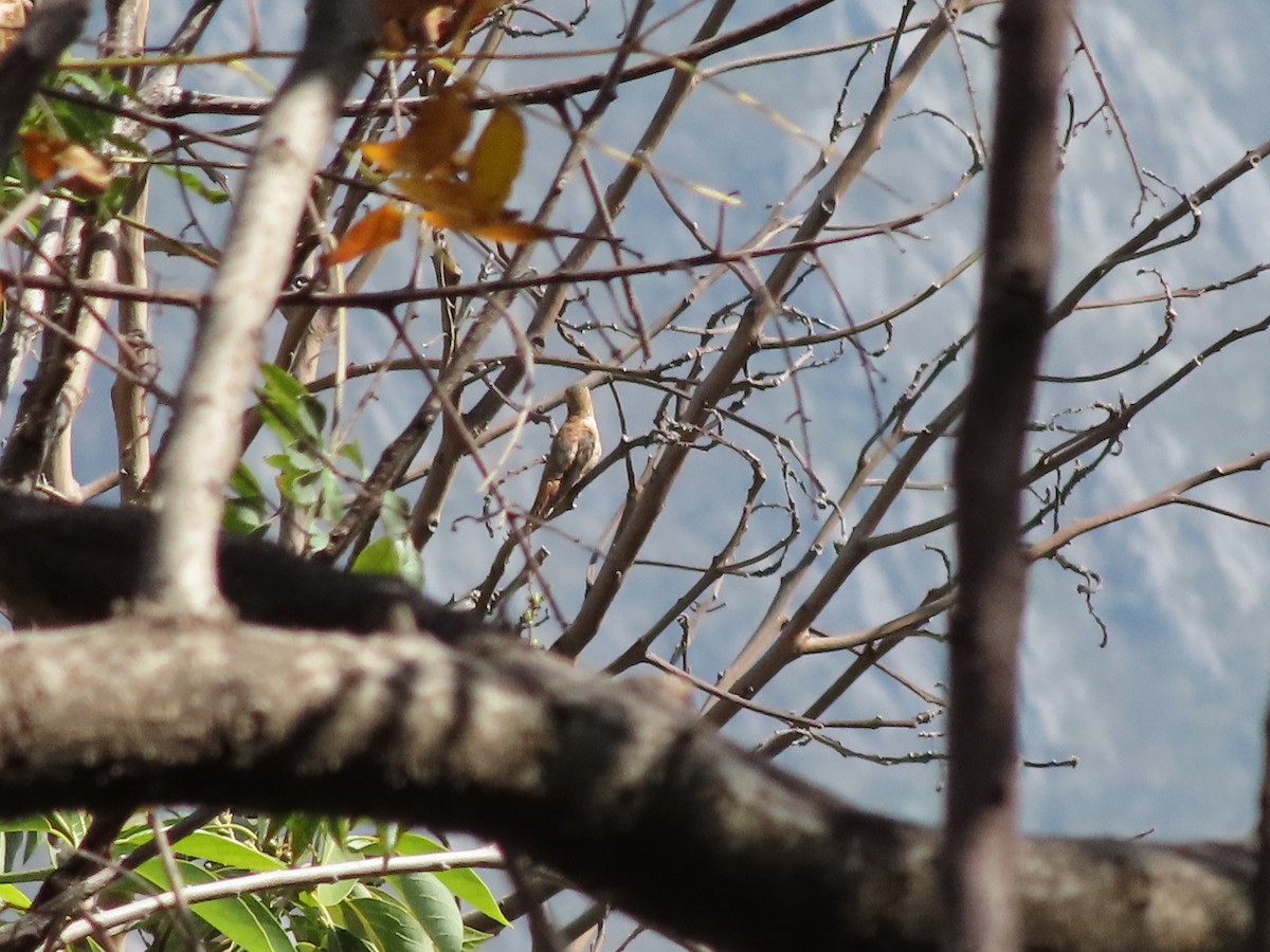 Rufous Hummingbird - ML535260421