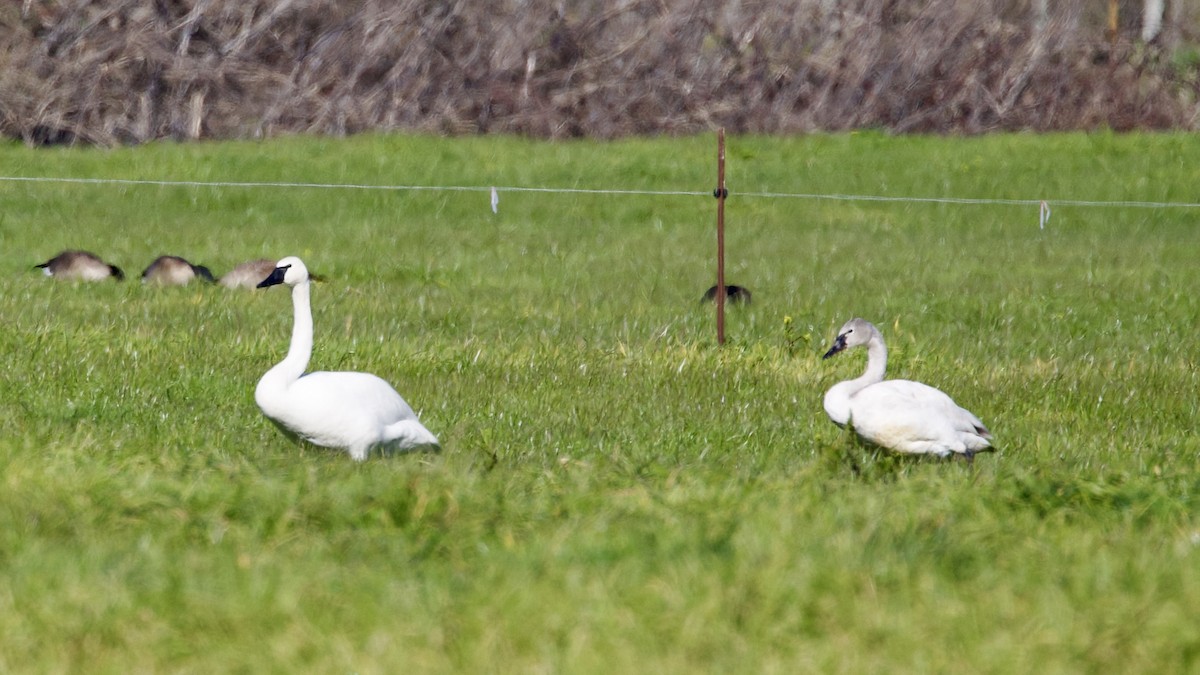 Cygne trompette - ML535260851