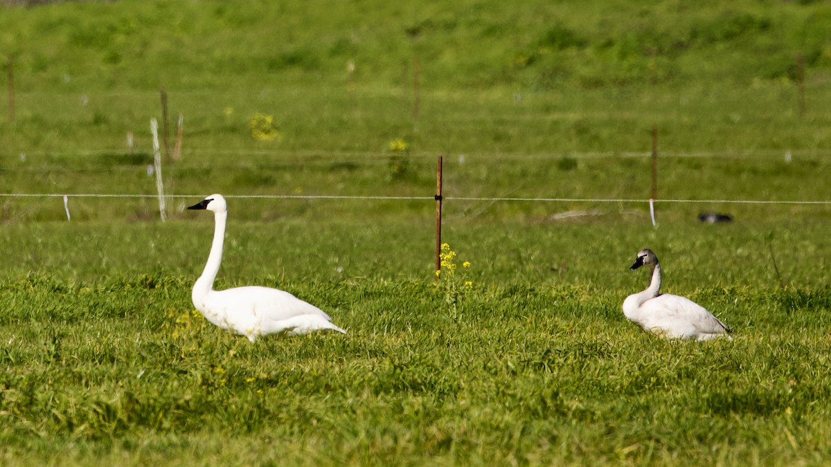 Tundra Swan - Dave Bengston