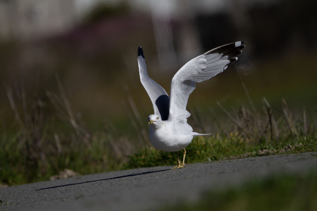 Ring-billed Gull - ML535261261