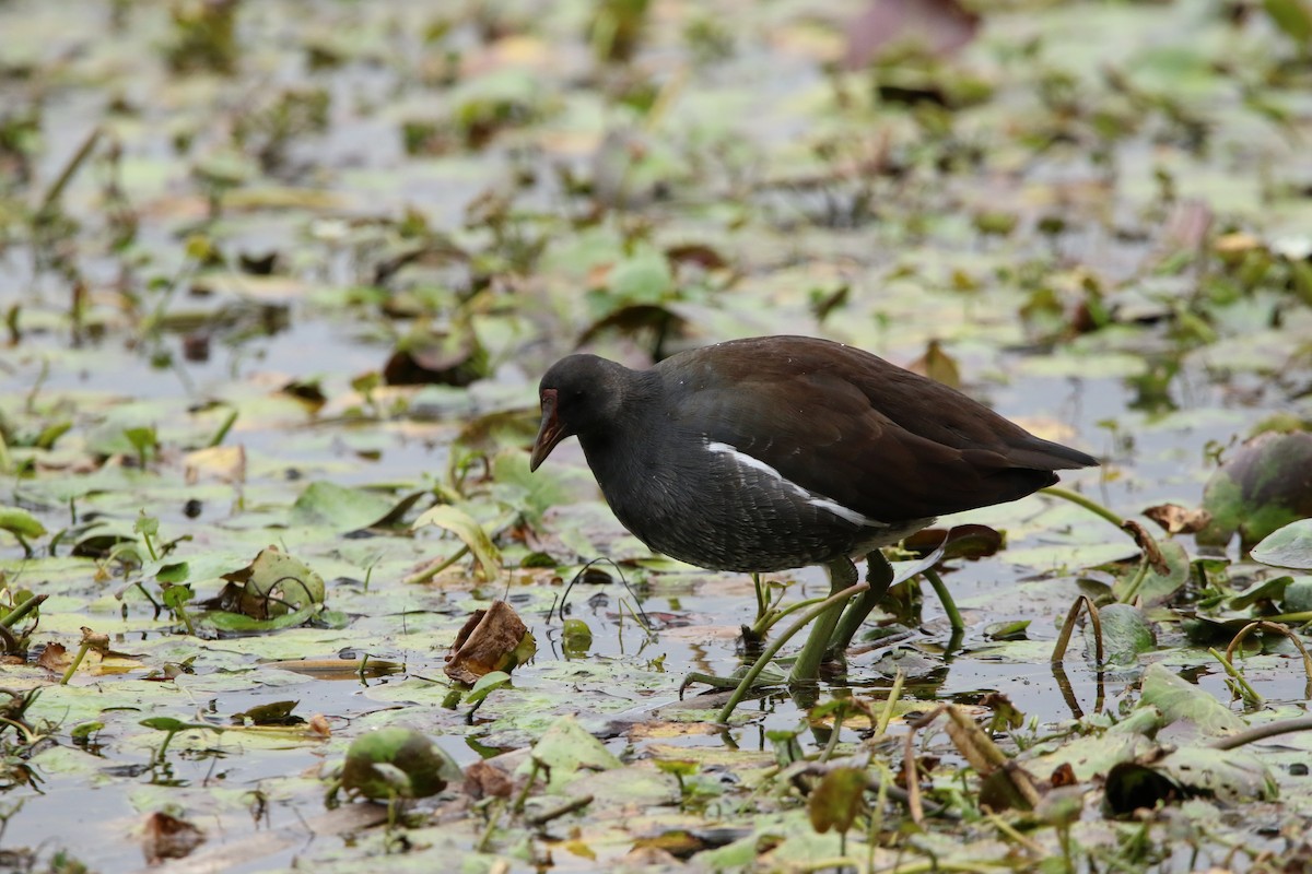 Common Gallinule - ML535262151