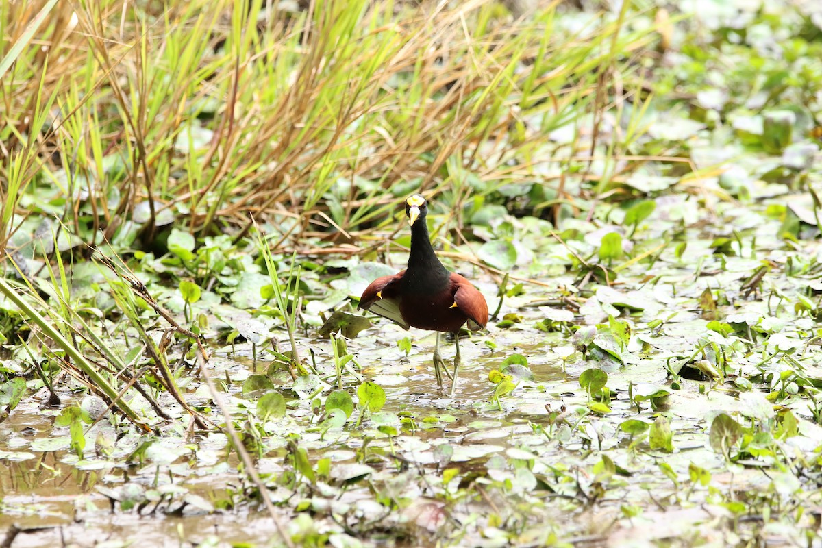 Northern Jacana - ML535262231