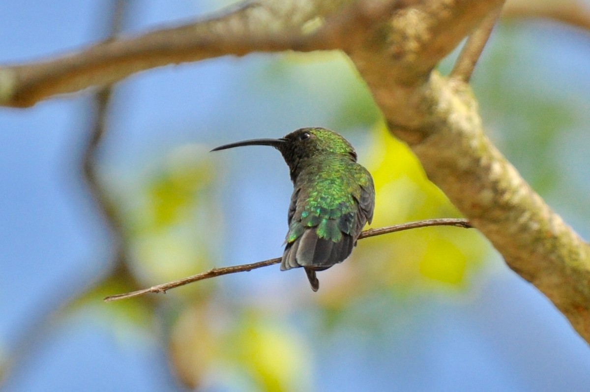 kolibřík hedvábný - ML53526251