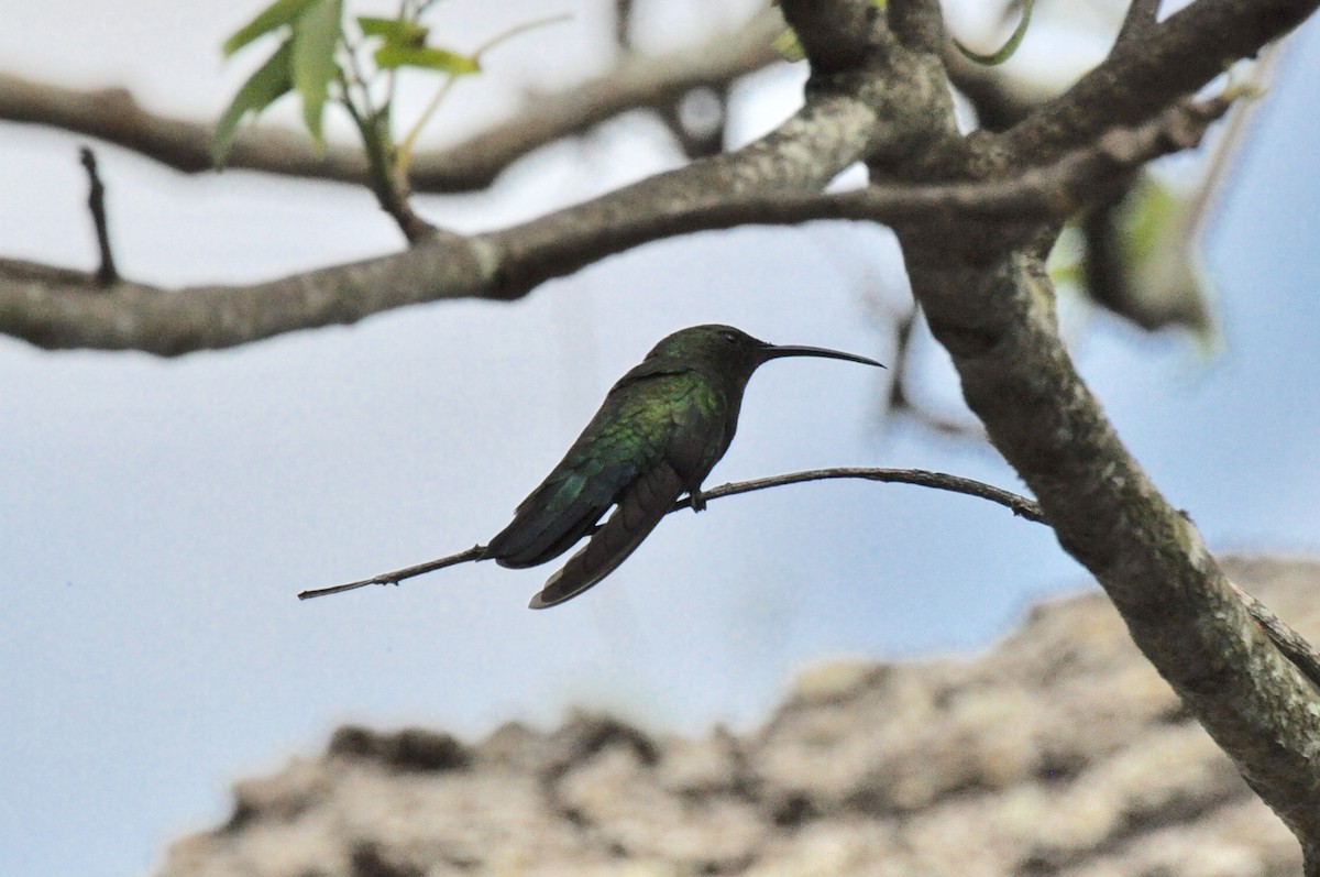 Green-throated Carib - James Thompson