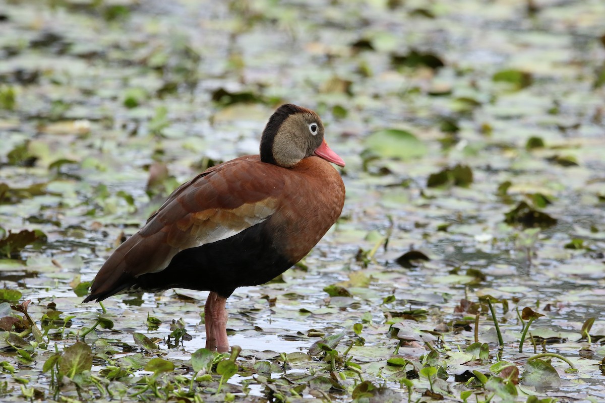 Black-bellied Whistling-Duck - ML535263011