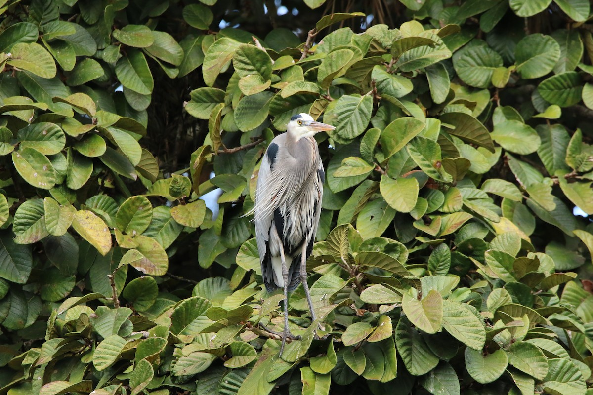 Great Blue Heron - ML535263441