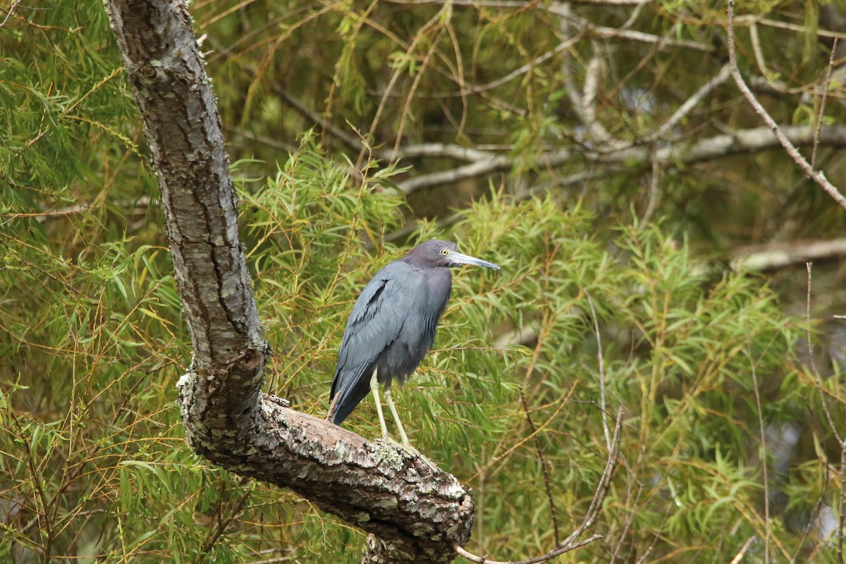 Little Blue Heron - ML535263451