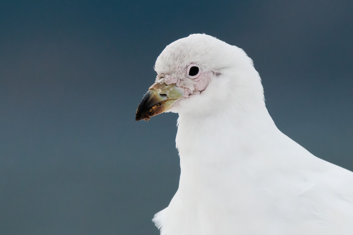 Snowy Sheathbill - Nick Bonomo