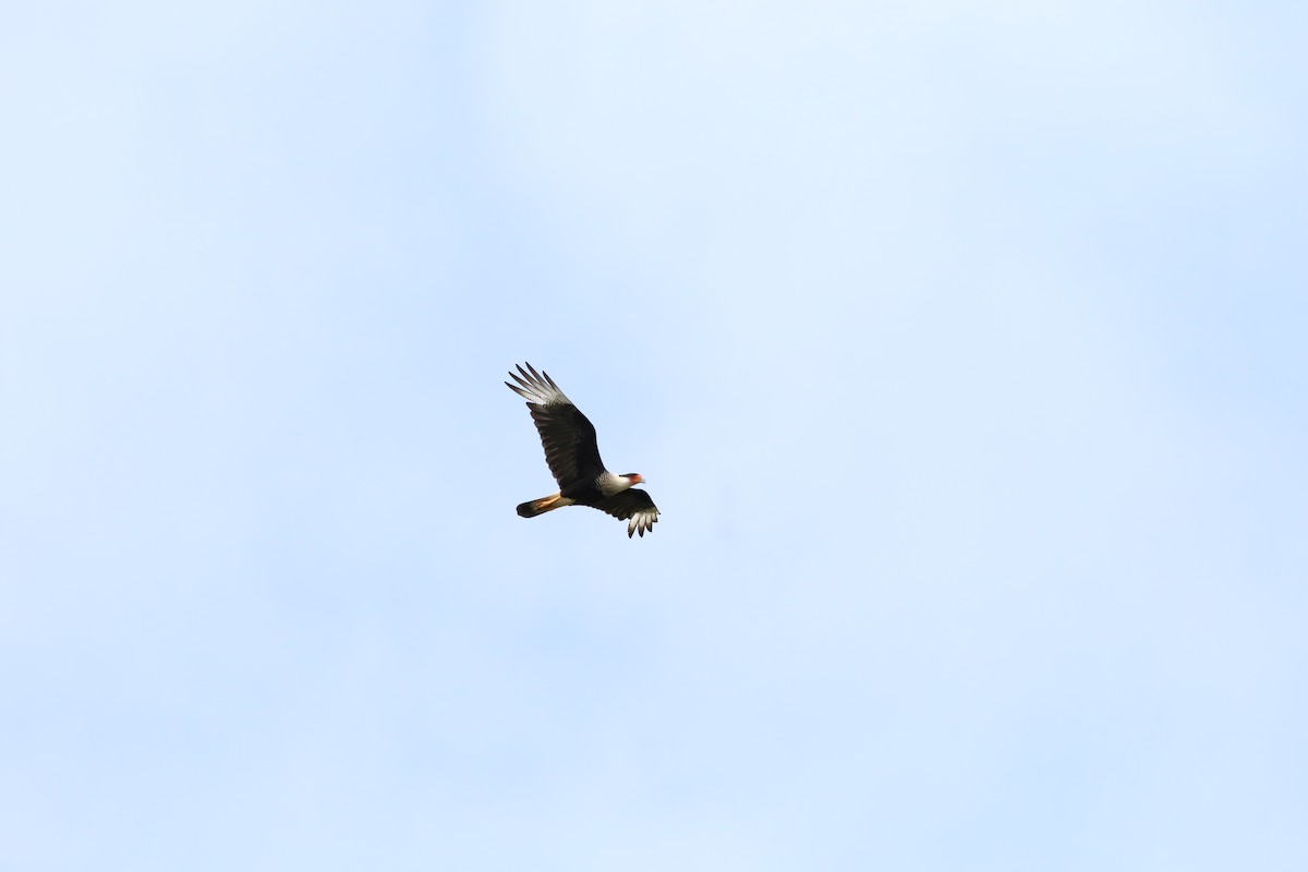 Crested Caracara - ML535263541