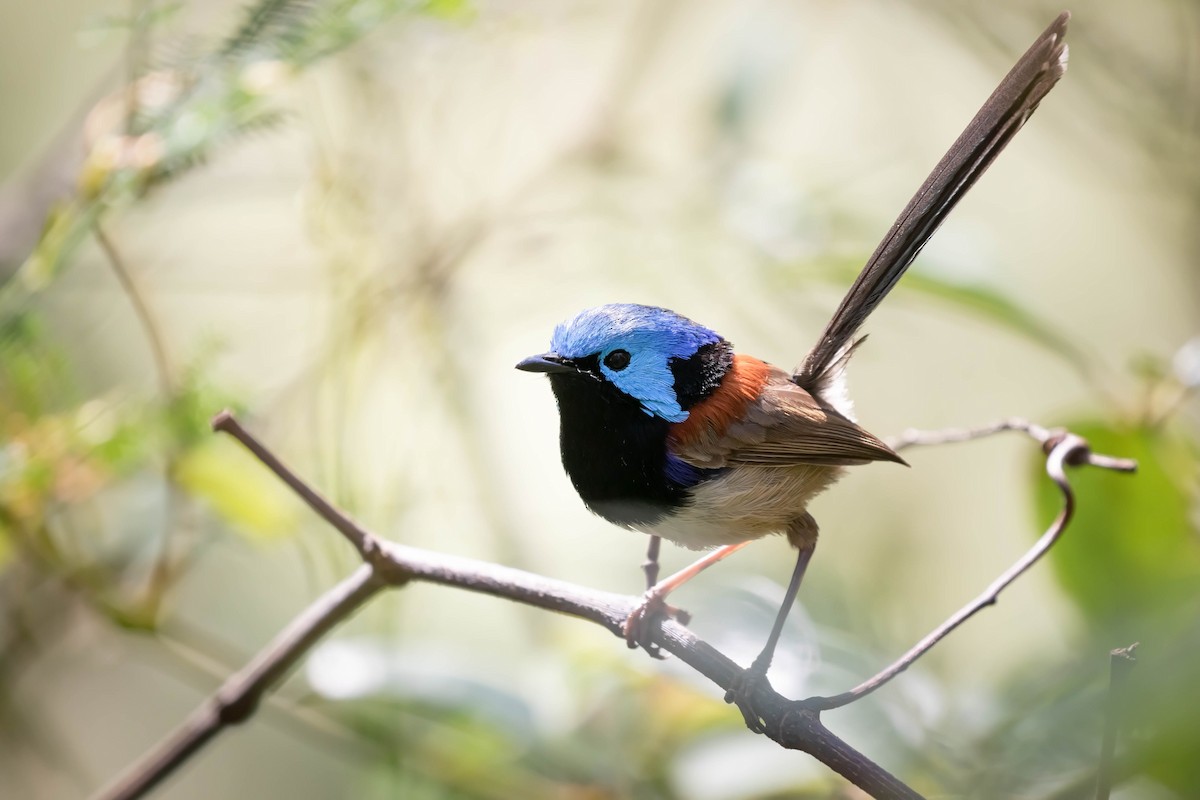 Variegated Fairywren - ML535263601